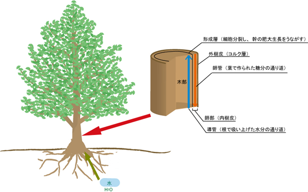 樹木の構造